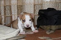 американского стаффордширского терьера щенки - Изображение #10, Объявление #378457