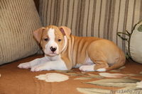 американского стаффордширского терьера щенки - Изображение #3, Объявление #378457