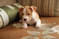 американского стаффордширского терьера щенки - Изображение #5, Объявление #378457