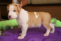 американского стаффордширского терьера щенки - Изображение #4, Объявление #378457