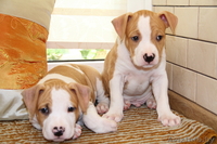 американского стаффордширского терьера щенки - Изображение #6, Объявление #378457