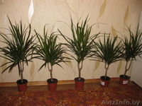 ДРАЦЕНА по уникально низкой цене! - Изображение #1, Объявление #376726