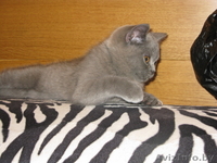 Британцы котята - Изображение #2, Объявление #388079