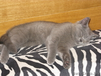 Британцы котята - Изображение #3, Объявление #388079