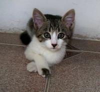 Замечательные котята в дар! - Изображение #3, Объявление #378220