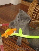 Британцы котята - Изображение #1, Объявление #388079