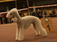 Бедлингтон-терьер - Изображение #4, Объявление #234400