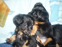 Той-терьер длинношерстный - Изображение #1, Объявление #376287