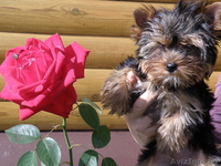 Йокширский терьер - Изображение #1, Объявление #382387