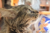 Молоденькая кошка Печенька, самая лучшая в мире - в добрые руки! - Изображение #2, Объявление #379716