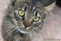 Молоденькая кошка Печенька, самая лучшая в мире - в добрые руки! - Изображение #1, Объявление #379716