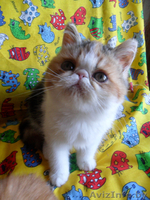 ЭКЗОТИЧЕСКАЯ ЭКСТРЕМАЛЬНАЯ КОШЕЧКА - Изображение #2, Объявление #377288