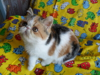 ЭКЗОТИЧЕСКАЯ ЭКСТРЕМАЛЬНАЯ КОШЕЧКА - Изображение #1, Объявление #377288