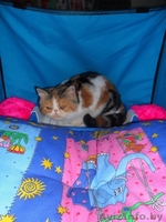 ЭКЗОТИЧЕСКАЯ ЭКСТРЕМАЛЬНАЯ КОШЕЧКА - Изображение #3, Объявление #377288