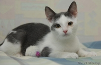 ДАРОМ кошечка красавица-ласковая - Изображение #3, Объявление #389039