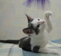 ДАРОМ кошечка красавица-ласковая - Изображение #1, Объявление #389039