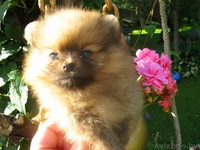 Померанского шпица шикарные щенки - Изображение #3, Объявление #373271