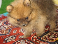 Померанского шпица шикарные щенки - Изображение #4, Объявление #373271