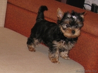 Йоркширский терьер, перспективный щенок - Изображение #2, Объявление #392582