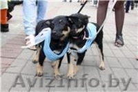 Щенок в надежные руки - Изображение #3, Объявление #401546