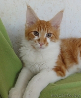 Котята Мэйн Кун - Изображение #4, Объявление #415413