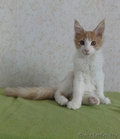 Котята Мэйн Кун - Изображение #3, Объявление #415413