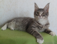 Котята Мэйн Кун - Изображение #6, Объявление #415413