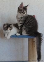 Котята Мэйн Кун - Изображение #1, Объявление #415413