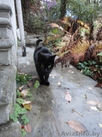 Грациозная Молли ищет хозяев! - Изображение #1, Объявление #409849