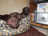 Элитные щенки лабрадора шоколадного окраса - Изображение #2, Объявление #406465