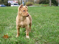 Щенок мальчик в ответственные руки - Изображение #3, Объявление #409449