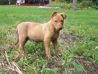 Щенок мальчик в ответственные руки - Изображение #2, Объявление #409449