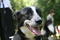 Минск. Тина – небольшая изящная собачка ищет дом. - Изображение #2, Объявление #398557