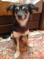 Отдам собачку в хорошие руки! - Изображение #1, Объявление #420907