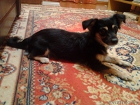 Отдам собачку в хорошие руки! - Изображение #2, Объявление #420907