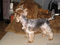 Йоркширский терьер, перспективный щенок - Изображение #5, Объявление #392582