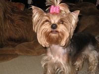 Йоркширский терьер, перспективный щенок - Изображение #6, Объявление #392582