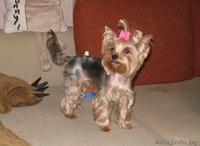 Йоркширский терьер, перспективный щенок - Изображение #4, Объявление #392582
