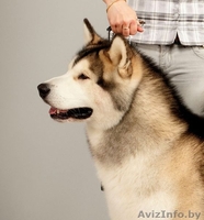 Аляскинский маламут - щенки - Изображение #1, Объявление #412622