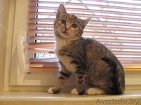 Ласковые котята в добрые руки - Изображение #1, Объявление #418552