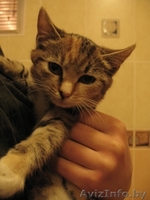 Ласковые котята в добрые руки - Изображение #2, Объявление #418552