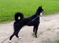 Минск. Тина – небольшая изящная собачка ищет дом. - Изображение #3, Объявление #398557