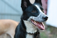 Минск. Тина – небольшая изящная собачка ищет дом. - Изображение #4, Объявление #398557