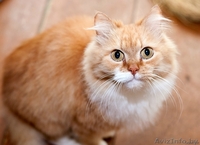 НИКОЛЬ - пушистая солнечная ласкушка и мурчалка в дар! - Изображение #3, Объявление #409456