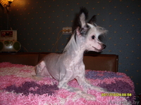 Предлагаю китайской хохлатой щенки - Изображение #2, Объявление #95687