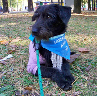 Щенок подросток в надежные руки - Изображение #1, Объявление #418235