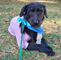 Щенок подросток в надежные руки - Изображение #2, Объявление #418235