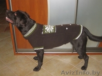 Вязаные вещи для собак - Изображение #6, Объявление #453579