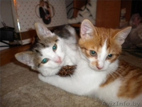 3-месячные котята-мальчики в добрые руки! - Изображение #2, Объявление #425842