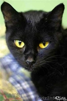 Изящная пантерка-кошка Лика - Изображение #2, Объявление #435563